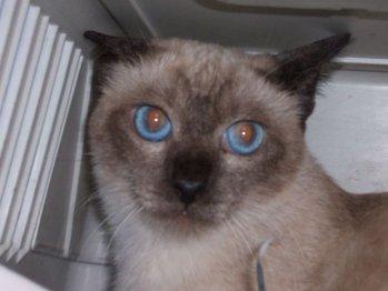 Gata siamesa adulta en adopción