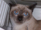 Gata siamesa adulta en adopción - mejor precio | unprecio.es