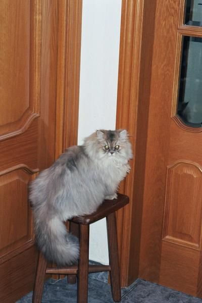 GATITOS PERSAS