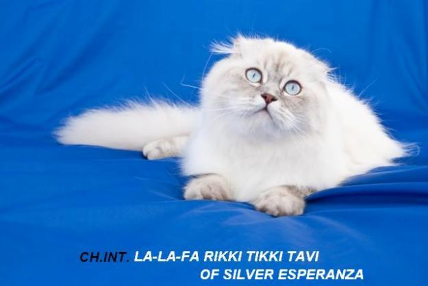 GATITOS SCOTTISH FOLD, BRITISH CON EXCELENTE  PEDIGREE