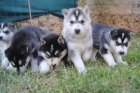 husky siberiano listos para entregarse, 5 cachorros - mejor precio | unprecio.es