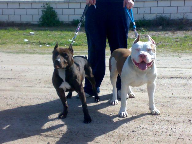 pareja de cachorros de pit bull de pura raza