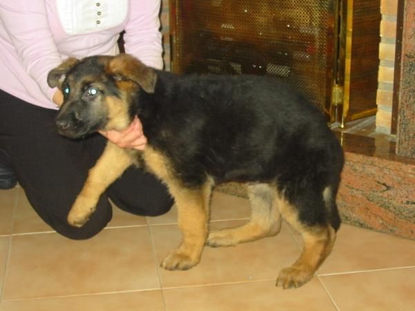 Pastores alemanes,cachorros,pedigree.