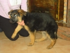 Pastores alemanes,cachorros,pedigree. - mejor precio | unprecio.es