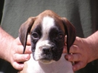 Preciosa cachorra de Bóxer dorada - mejor precio | unprecio.es