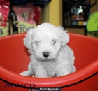 TIENDA DE CACHORROS DE TODAS LAS RAZAS - mejor precio | unprecio.es