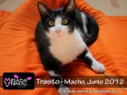 Trasto precioso gatito en adopcion (madrid – toledo) - mejor precio | unprecio.es