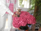 VENDO CHIHUAHUA - mejor precio | unprecio.es
