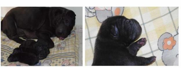 Venta de shar peis