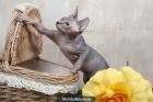 Gatos sphynx de NIFI´S PARADISE - mejor precio | unprecio.es