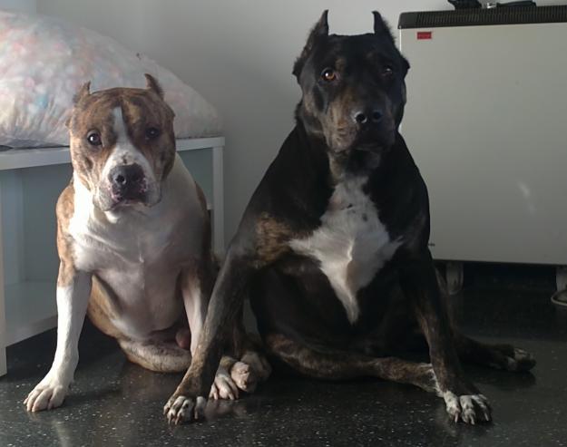 Cachorra de pitbull hembra a 100 €