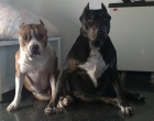 Cachorra de pitbull hembra a 100 € - mejor precio | unprecio.es