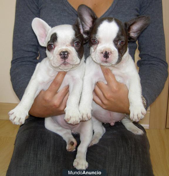 cachorros bulldog frances