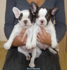 cachorros bulldog frances - mejor precio | unprecio.es
