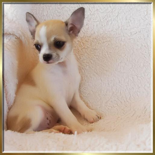 Chihuahua cachorro