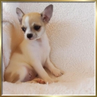 Chihuahua cachorro - mejor precio | unprecio.es