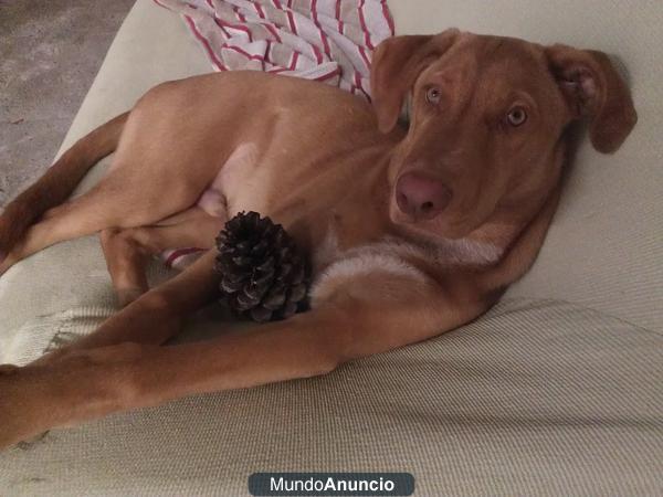 cuidar de mi perro por 100euros al mes una temporada larga!