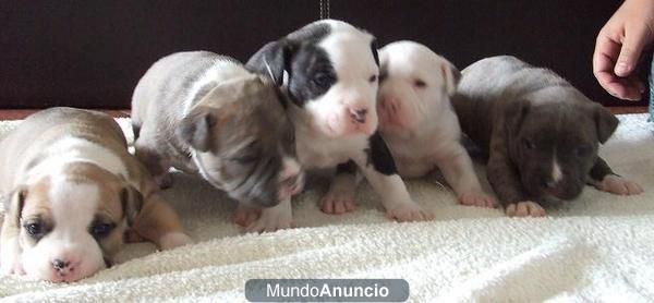 excelentes cachorros de american staffordshire terrier (2)