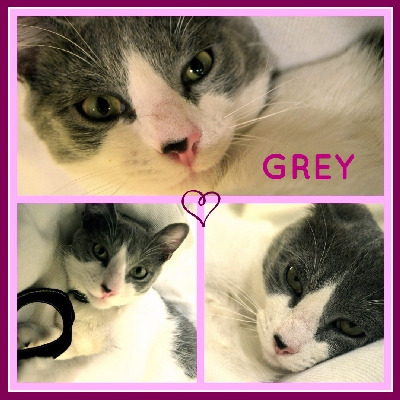 Grey gato bello y suave en adopcion