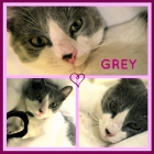 Grey gato bello y suave en adopcion - mejor precio | unprecio.es