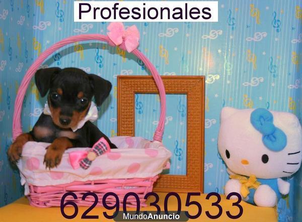 Mini Pinscher rojos y negro fuego por 250€