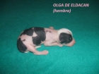 preciosos cachorritos de crestado chino de mucha calidad - mejor precio | unprecio.es