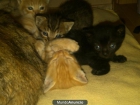 Regalo gatitos - mejor precio | unprecio.es