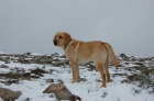 regalo labrador - mejor precio | unprecio.es