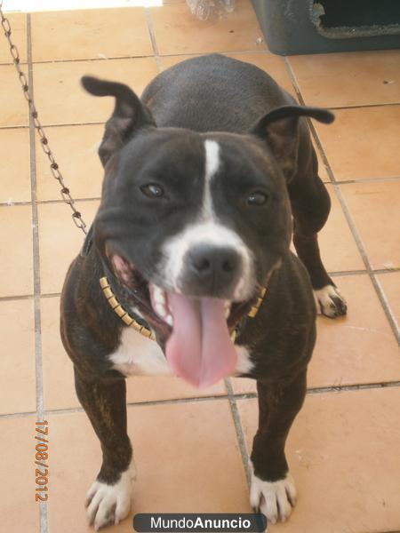 SE OFRECE STANDFORDSHIRE BULL TERRIER PARA MONTAS