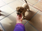Vendo o cambio cachorros de Shar Pei - mejor precio | unprecio.es