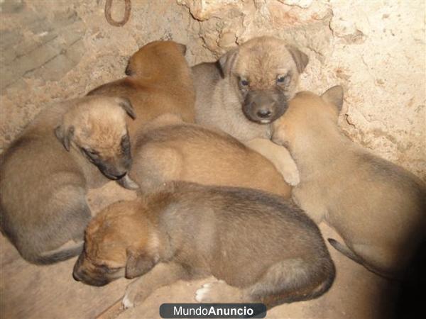 6 MARAVILLOSOS CACHORROS 1 MES BUSCAN FAMILIA