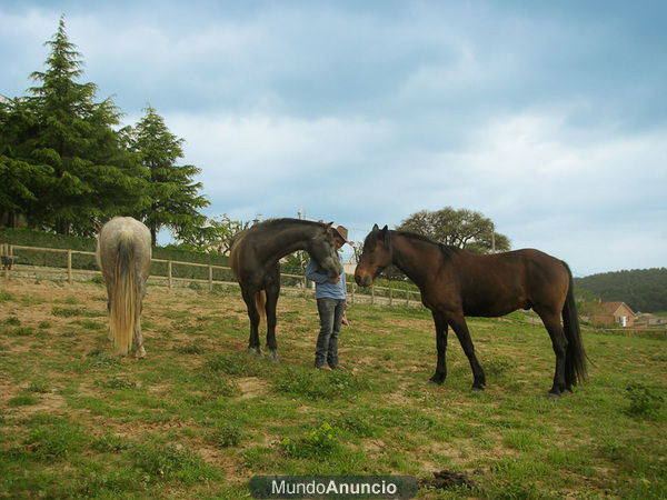 Aprende a herrar a tu caballo