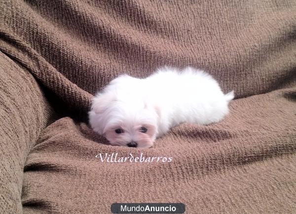 bichon maltes miniaturas