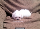 bichon maltes miniaturas - mejor precio | unprecio.es