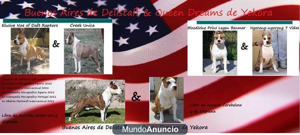 cachorros de american staffordshire