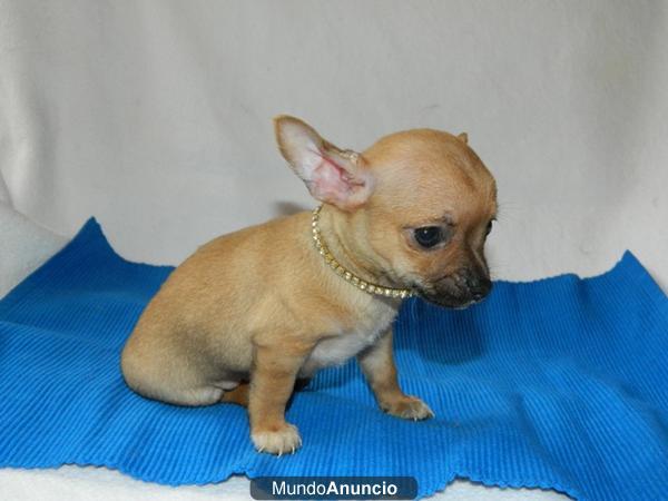 Disponible cachorro de chihuahua