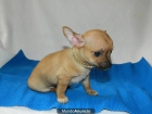 Disponible cachorro de chihuahua - mejor precio | unprecio.es