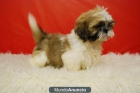 MARAVILLOSOS Shih Tzu Cachorros para tu hogar - mejor precio | unprecio.es