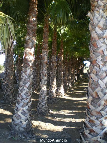 oferton palmeras washingtonia a 50 euros