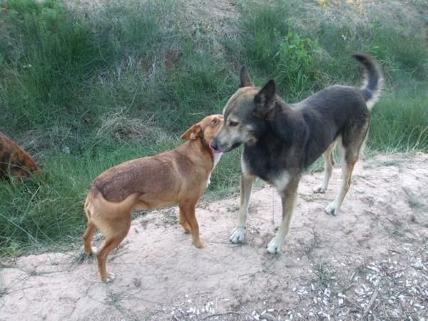 Regalo cachorros, naceran 15 de diciembre