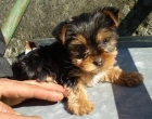 YORKSHIRE TERRIER, BEAGLE, BOXER,COCKER INGLES, BULL DOG, FOX TERRIER - mejor precio | unprecio.es