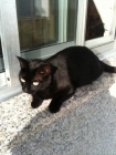 Busco Gatita negra extraviada en Sampaio. Recompensa 60 euros - mejor precio | unprecio.es