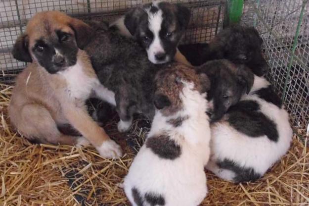 BUSCO-HOGAR PARA ESTOS BEBES.