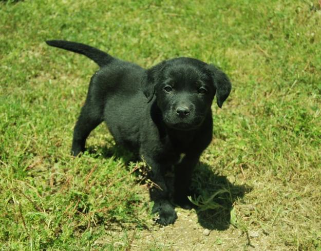 cachorros de labrador retriever : machos y hembras negros y amarillos con pedigree