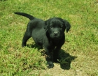 cachorros de labrador retriever : machos y hembras negros y amarillos con pedigree - mejor precio | unprecio.es