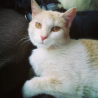 MARGARINA, gata blanca preciosa abandonada en perrera, URGE adopción - mejor precio | unprecio.es