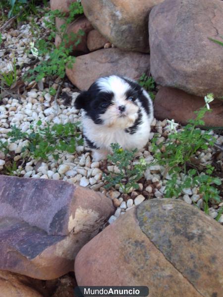 Preciosa Cachorrita de Shit-Zu en oferta