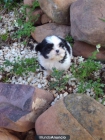 Preciosa Cachorrita de Shit-Zu en oferta - mejor precio | unprecio.es