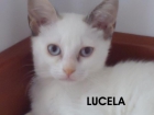 Regalo gatita blanca de ojos azules de 3 meses y medio - mejor precio | unprecio.es