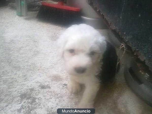 SE VENDE CACHORROS DE BOBTAIL